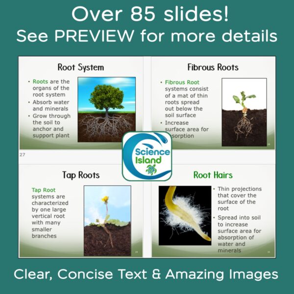 plant structure and function powerpoint