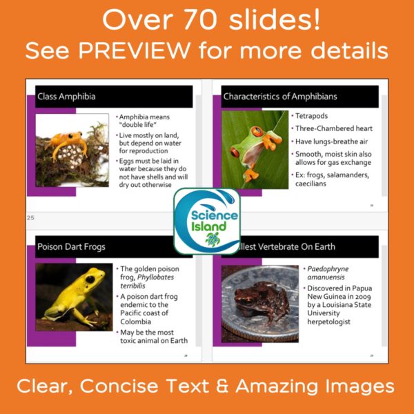 vertebrates powerpoint