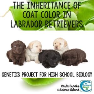 Genetics Project - The Inheritance of Coat Color in Labrador Retrievers