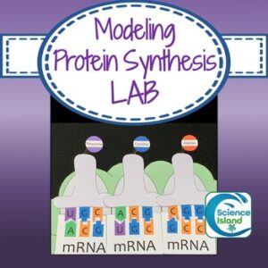 Protein Synthesis Lab