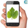 Leaf Characteristics Photo Scavenger Hunt - FREE RESOURCE